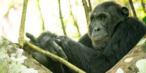 Mgahinga Gorilla National Park and Lake Bunyonyi