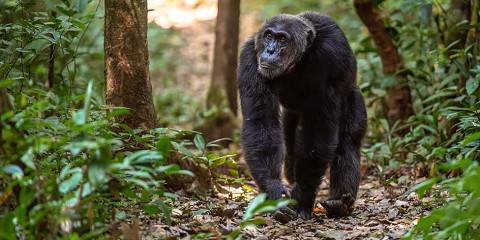 Murchison-Kibale--Queen Elizabeth-Bwindi Adventure