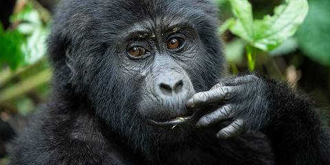 3-Day Bwindi Gorilla Trekking Safari from Kigali