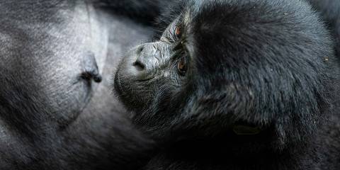 Big Five and Primates Tour