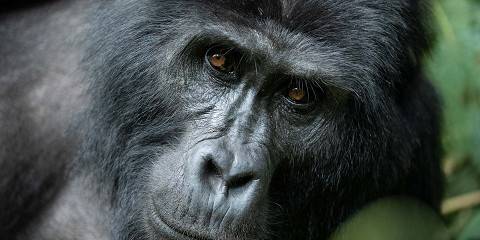Gorilla Trekking in Bwindi Impenetrable