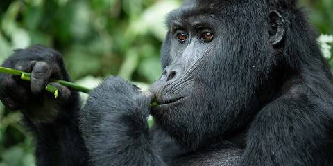 Gorilla Chimps and Wildlife Safari