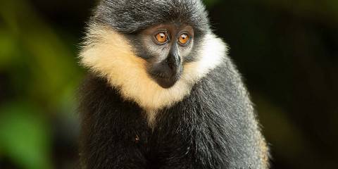 8-Day Uganda Rwanda Safari & Lake Bunyonyi