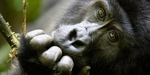 7-Day Kibale, Bwindi, Lake Bunyonyi & Lake Mburo Safari