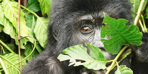 4-Day Bwindi Gorilla Trekking & Queen Elizabeth Chimps