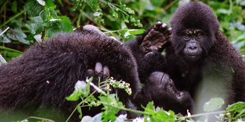 4-Day Uganda Wildlife Safari with Gorillas &Chimpanzees