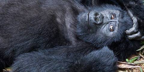4-Day Fly-in Luxury Bwindi Gorilla Trekking Safari