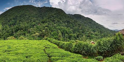4-Day Gorillas Trekking Uganda