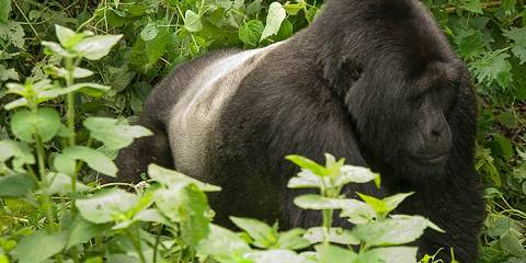 9-Day Ugandan Primate & Game Driving Adventure