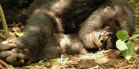 Gorillas and Kibale Chimps, Relax at Lake Bunyonyi