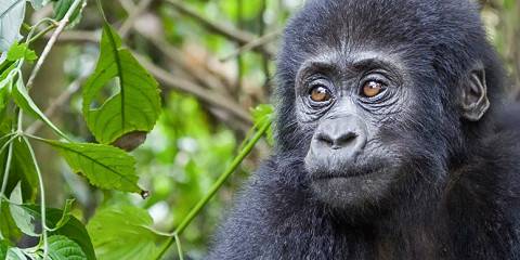 3-Day Gorilla Trek, Batwa Culture & Lake Bunyonyi Escape