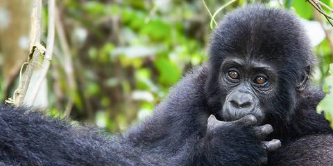 7-Day Primate Encounter and Africa's Big Five Adventure
