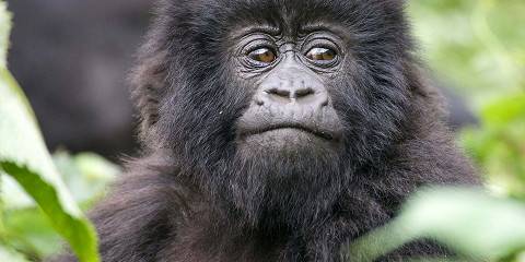 5-Day Gorillas Golden Monkeys Lake Kivu Safari in Rwanda