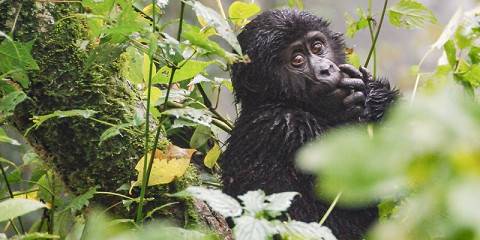 3-Day Gorilla Uganda Safari and Lake Bunyonyi Tour