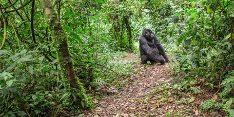 4-Day Exciting Gorilla and Chimpanzee Tracking