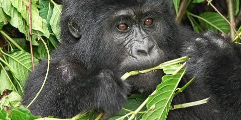 Gorilla Trekking Chimp Trekking & Wildlife Safari