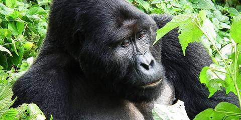 4-Day Bwindi Gorilla Trek & Lake Bunyonyi Safari Tour