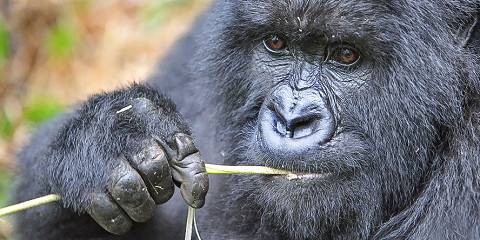 4-Day Budget Rwanda Uganda Golden Monkey & Gorilla Tour