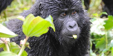 3-Day Gorilla Trekking & Lake Bunyonyi Experience