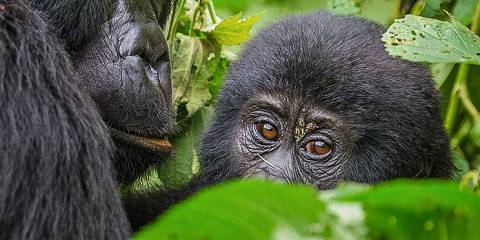 5-Day Queen Elizabeth NP and Bwindi National Park Safari