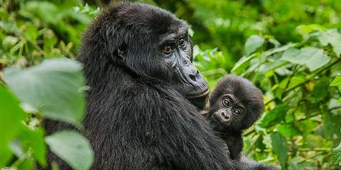3-Day Gorilla Trekking Experience & Cultural Experience