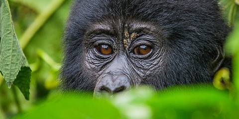 3-Day Amazing Gorilla Experience in Uganda