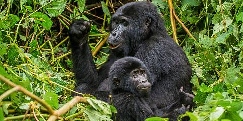 3-Day Express Gorilla and Chimpanzee Tour