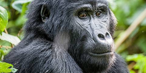 3-Day Fly in Gorilla Tour