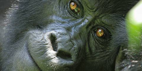 4-Day Midrange Fly-in Bwindi Gorilla Express Safari