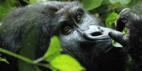 7-Day Uganda Gorilla, Wildlife, & Chimps Safari