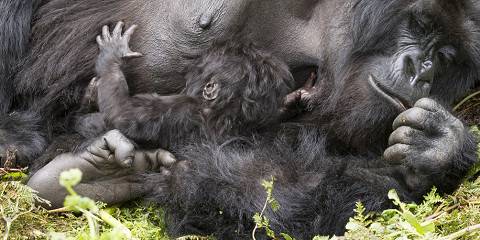 15-Day Wildlife Safari and Gorilla Trekking in Uganda