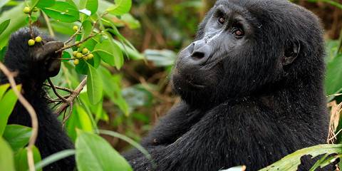 4-Day Gorilla and Golden Monkey Trekking Uganda Rwanda