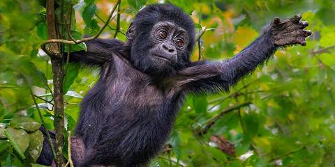 3-Day Budget Gorilla Trekking and Lake Bunyonyi Safari