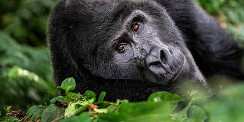 3-Day Gorilla & Lake Bunyonyi Adventure Safari