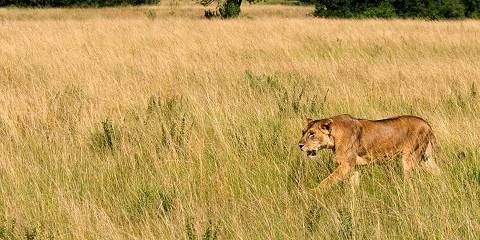 8-Day Bwindi, Lake Bunyonyi, & Queen Elizabeth Tour