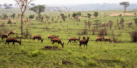 10-Day Ziwa, Murchison Falls NP, Kibale NP, Queen E NP
