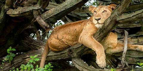 Gorilla Trekking and Wildlife Safari Uganda Rwanda