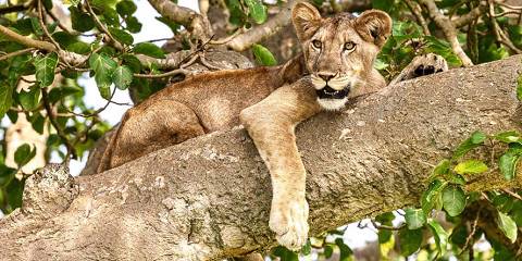 3-Day Budget Murchison Fall National Park Safari Tour