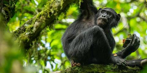 4-Day Big 5 Safari, Rhinos & Chimpanzee Tracking