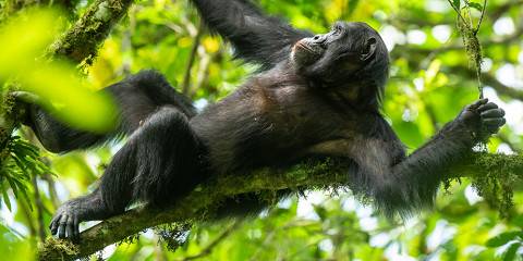 4-Day Chimpanzees and Gorilla Expericene