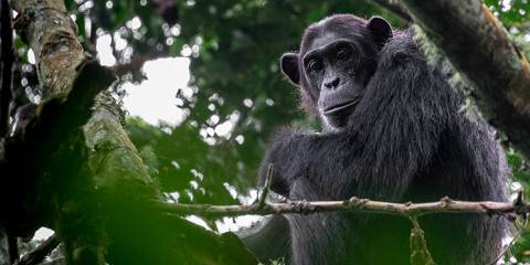 6-Day Uganda Primate Safari and Wildlife