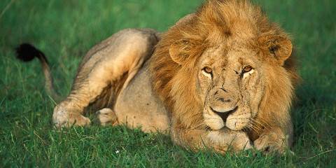 Murchison Falls & Rhino Tracking Safari