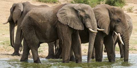 3-Day Luxury Safari at Queen Elizabeth National Park