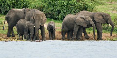5-Day Entebbe – Queen Elizabeth National Park