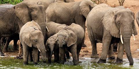 3-Day Mid-Range Queen Elizabeth Safari