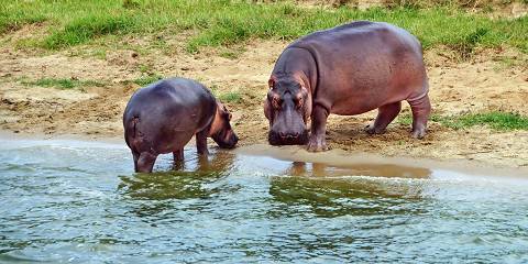 9-Day Uganda Wildlife Luxury Safari