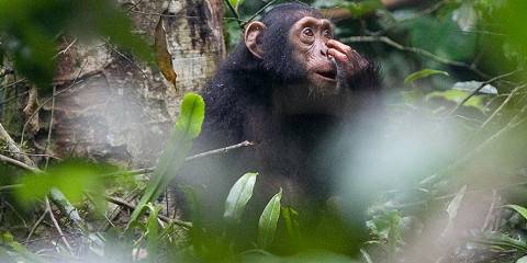 5-Day Gorillas, Chimpanzee and Wildlife Uganda Safari