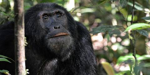 Primate Escape to Kalinzu Forest Adventure
