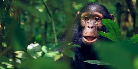 3-Day Chimps Trekking -Kibale and Bigodi Nature Walk