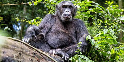 5-Day Shoebill, Gorilla, and Chimpanzee Tracking Safari